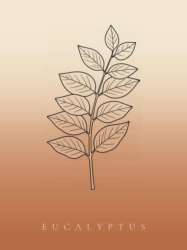 Eukalyptus