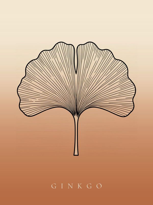 Ginkgo