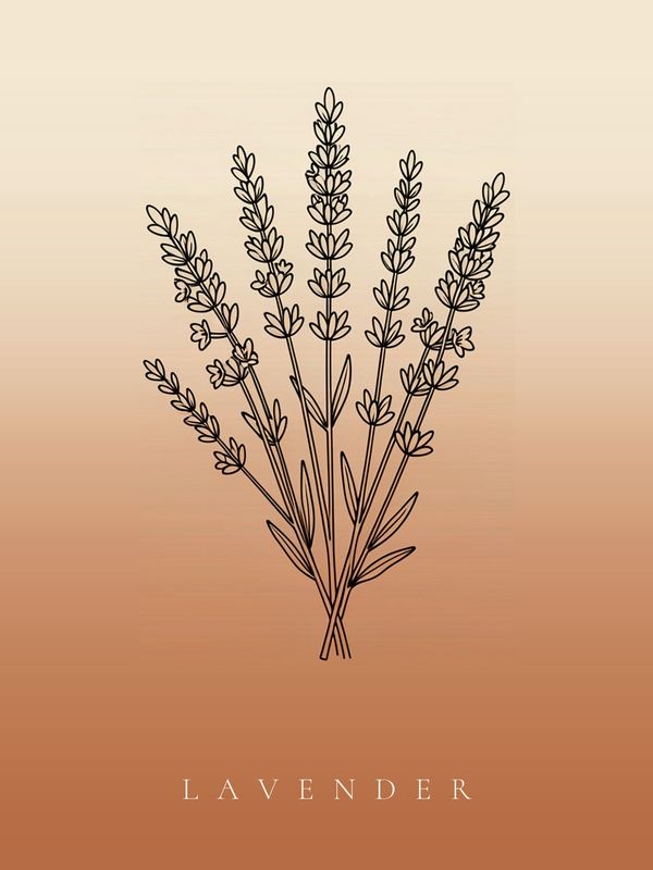 Lavendel