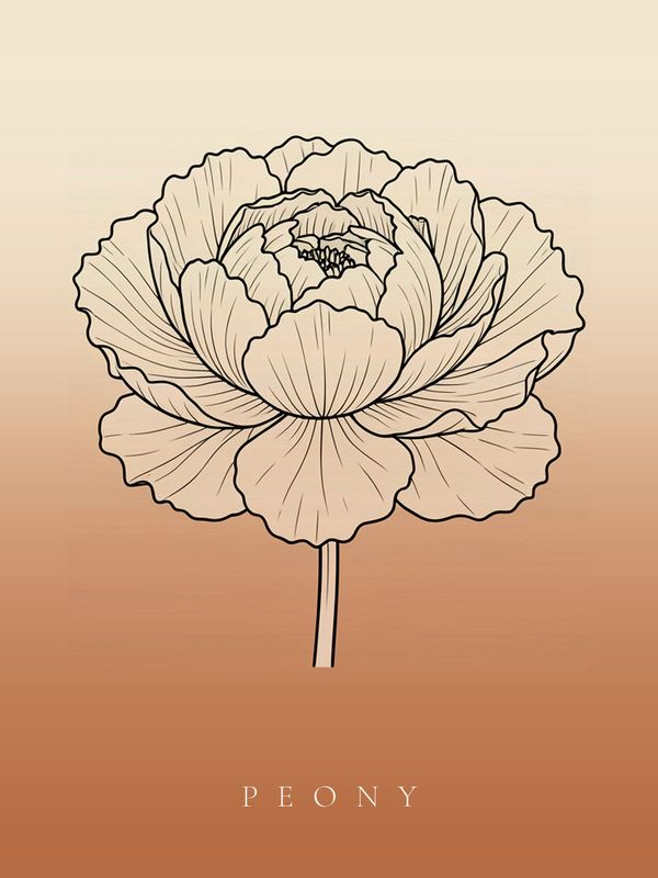 Pfingstrose