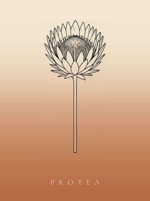 Protea