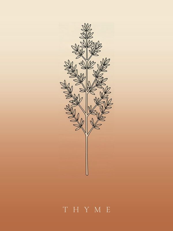 Thymian